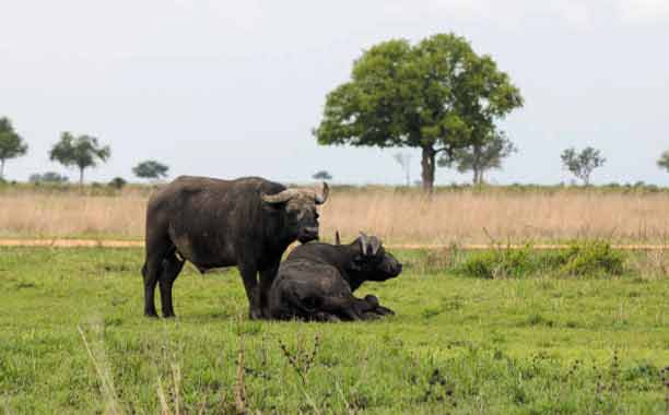 Tarangire National Park